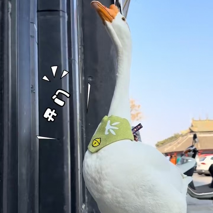 合集封面
