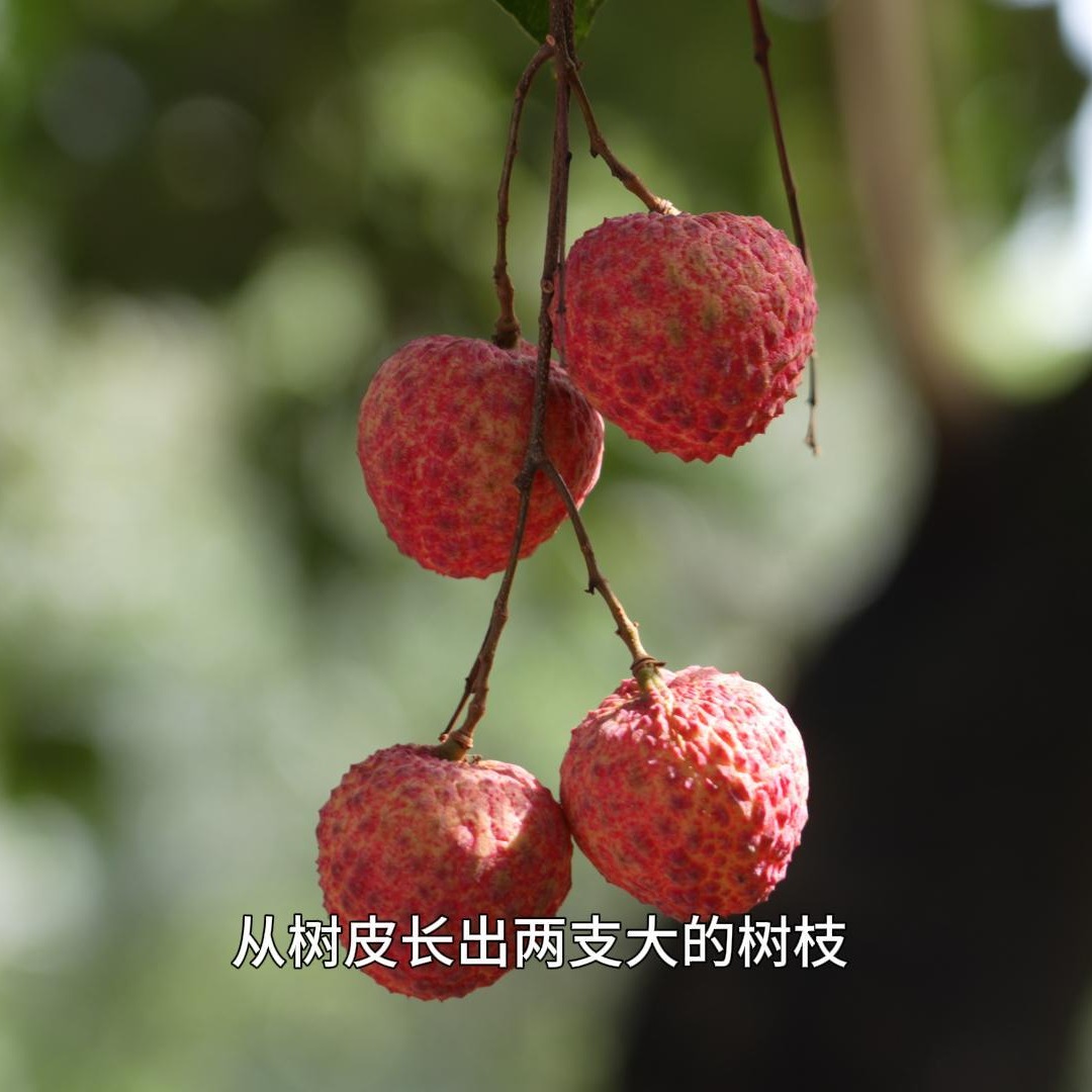 合集封面